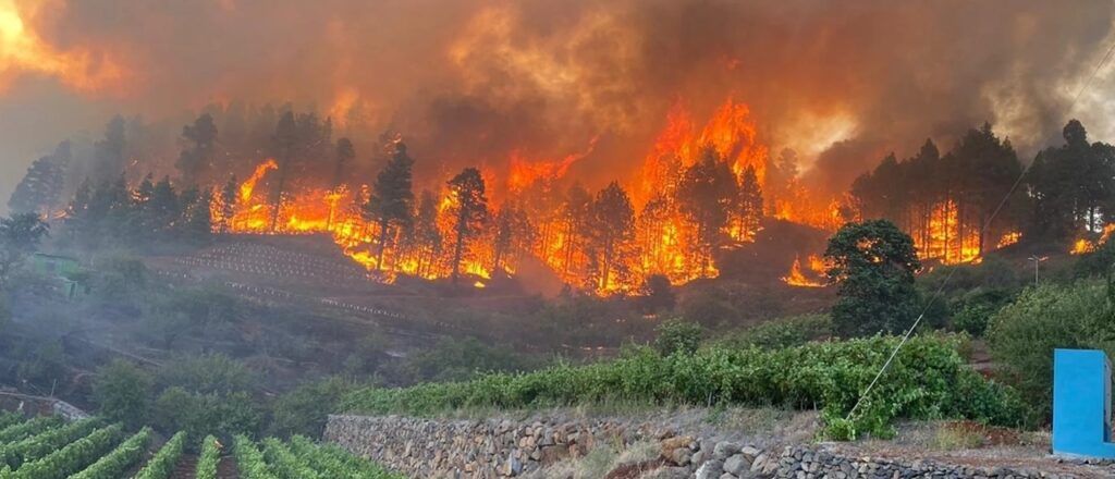 Wildfire burning through forested hills above vineyard terraces